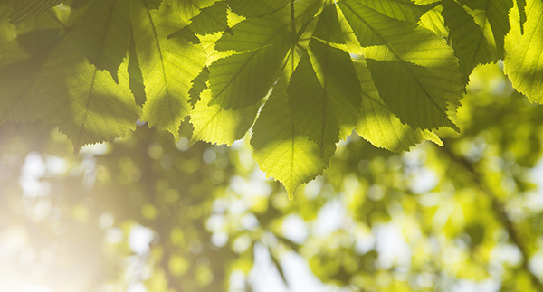 Green chestnut leaves